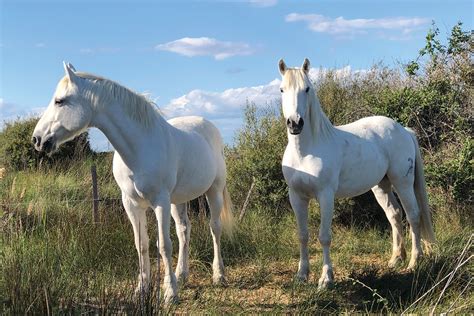 Riding Camargue Horses In France Flipboard