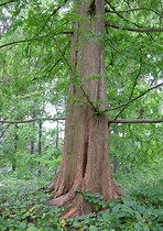 Image result for dawn redwoods