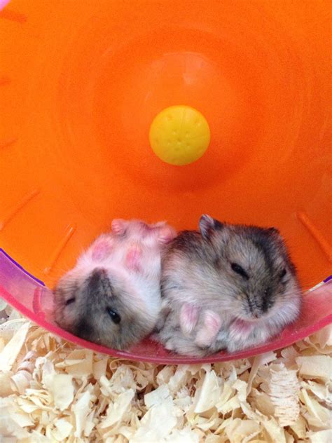 So Cute Im Gonna Die Cute Hamsters Cute Funny Animals Cute Baby