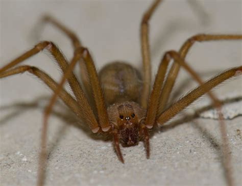 Recluse Spiders In Arizona Hitman Pest Of Yuma