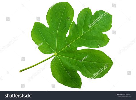 Adam Eve Fig Over 142 Royalty Free Licensable Stock Photos Shutterstock