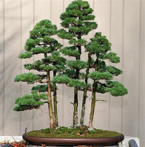 20 Brilliant Bonsai Trees You Have To See Nature Babamail