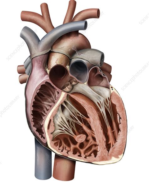Cross Section Of Heart Illustration Stock Image C0391747