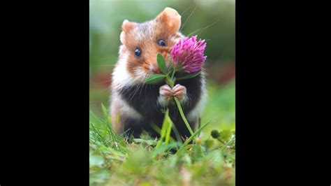 Wild Hamster Poses With Flower For Photographs Adorably Video