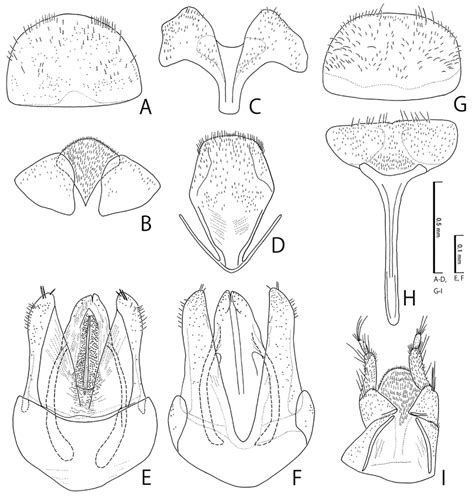 Male Af And Female Gi Genitalia Of Nosodendron N Asiaticum A