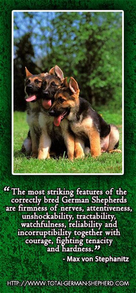 German Shepherd Dog Quotes Quotesgram