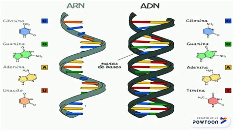 Estructura Acidos Nucleicos