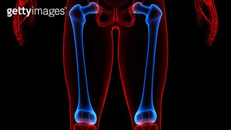 Human Skeleton System Femur Bone Joints Anatomy 이미지 1311639868 게티이미지뱅크