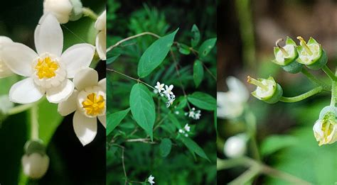 Two New Plant Species Discovered In Central China Chinese Academy Of