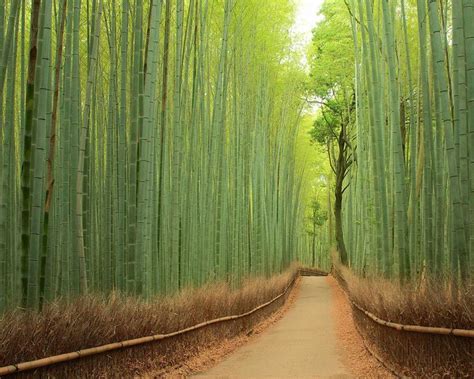 Bamboo Forest China Bamboo Forest Japan Beautiful Places Tree Tunnel