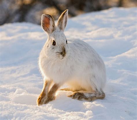 13 Incredible Animals Of The Arctic Snow Animals Snowshoe Hare Animals