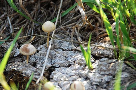 Little Mushrooms Growing On Cow Patty Brian G Kennedy Flickr