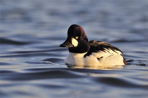 How To Identify Diving Ducks Essex Wildlife Trust