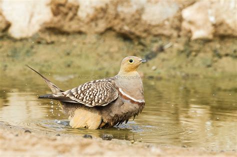 Male Namaqua Sandgrouse Soaking Belly Feathers With Water Peter
