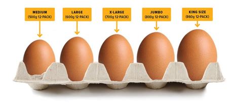 Egg Types And Labels A Guide For Choosing The Right Eggs