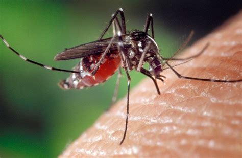 Valencia pionera en la cría de mosquitos tigre para esterilizarlos