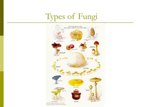 Ppt Fungi Powerpoint Presentation Free Download Id1804947