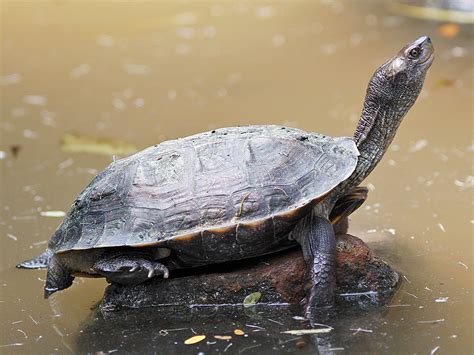 Best 5 Type Of Turtles Most Popular Turtles Breeds