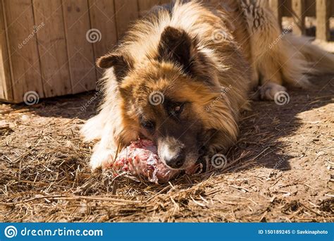 Close Up Of Big Redhaired Country Dog Eating Meat Near Its Doghouse