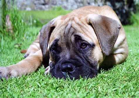 Species of breed belong to the group of molossoids. Bullmastiff puppy | This is our late lamented bullmastiff (T… | Flickr