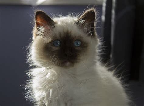 17 Best Images About The Seal Point Birman Cats I Love On Pinterest