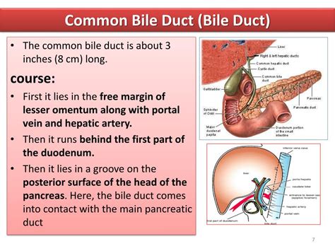 PPT Biliary System PowerPoint Presentation Free Download ID