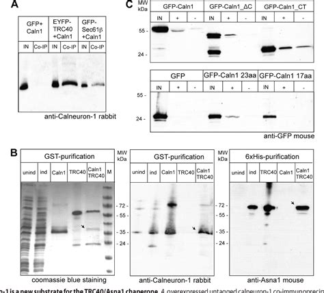 Post Translational Membrane Insertion Of Tail Anchored Transmembrane Ef Hand Ca2 Sensor