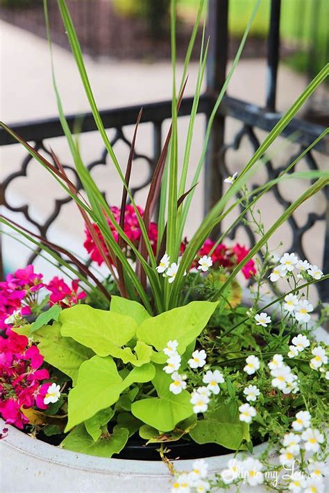 How To Plant Beautiful Container Gardens Skip To My Lou Flower Pots