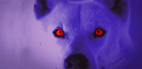 Why Dogs Eyes Glow Varying Colors In The Dark