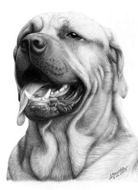 Animal Drawings Realistic At Explore Collection Of