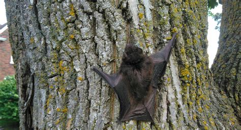 Anytime a homeowner is faced with an uninvited guest such as a bat, it can be an unsettling occurrence. Milwaukee Animal Removal Company Provides Tips on Bat Boxes