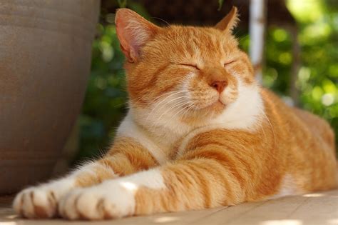 Cele mai frecvente probleme de sănătate ale pisicilor Clinica Veterinara Vet Pet