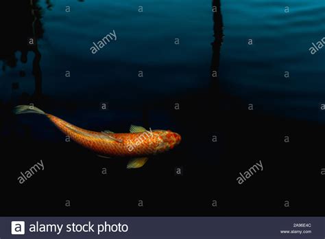 Japanese Koi Fish Swim In Pond Isolate In Black Background Stock Photo