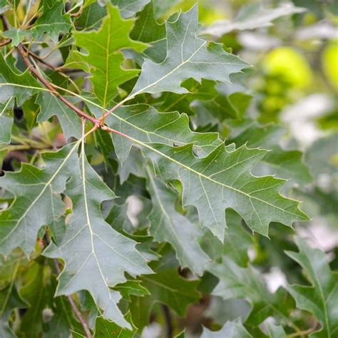 Quercus Palustris Pin Oak Westlake Nursery