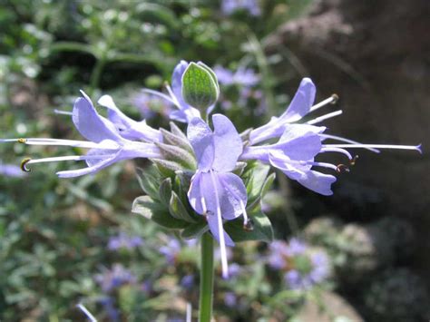 Filesalvia Clevelandii Jim Sage Desc Flowers Status Rare