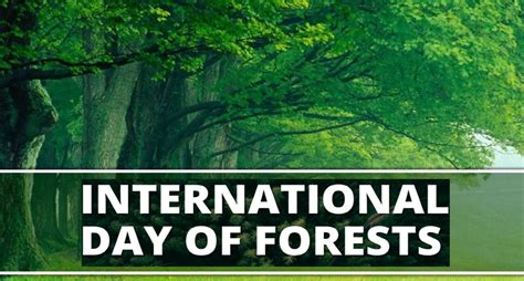 International Day Of Forests 2022 Know History Significance Theme And