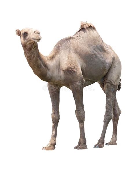 2198 Camel Isolated Animal Stock Photos Free And Royalty Free Stock