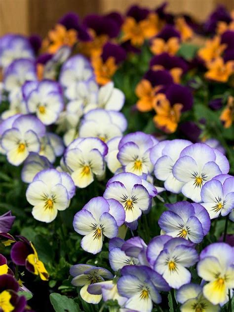 12 Of The Best Shade Loving Annuals That Will Look Gorgeous All Summer