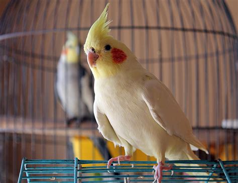 10 Top Friendly Pet Bird Species
