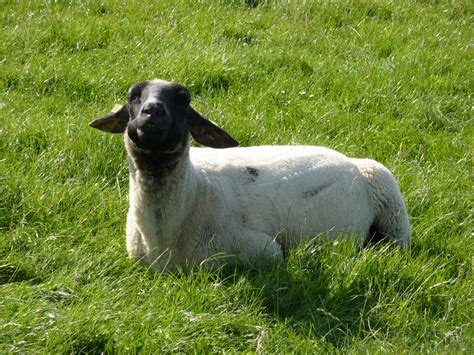 Free Images Grass Field Farm Meadow Horn Fur Pasture Grazing