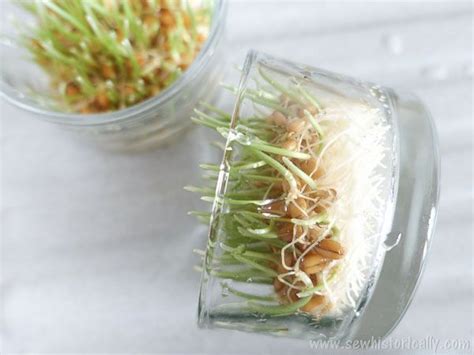 You do not need use chemical fertilizer or insecticide, it is safe and healthy. How To Grow Wheatgrass Without Soil | Growing wheat grass ...