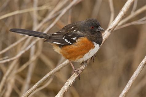 Spotted Towhee Female A Favourite Songbird Simon Richards Flickr