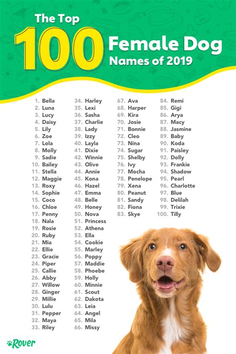 555 Female Dog Names For Gorgeous Girl Puppies Artofit