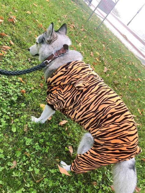 Tiger Dog Costumes For Halloween Pet Halloween Costume Dog Etsy
