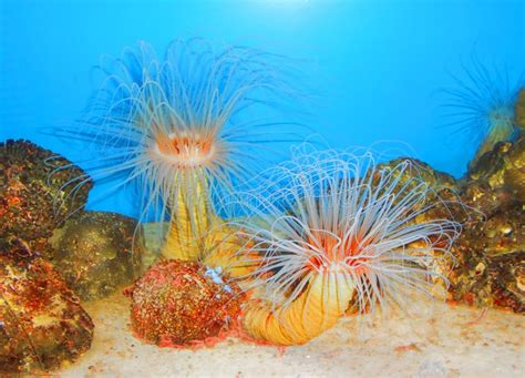 Sea Anemones Stock Image Image Of Life Animals California 30875057