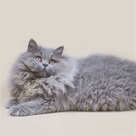 Fluffy Gray Cat 😍 Sofluffy Wow Adorable Bestcat Catlove Cute