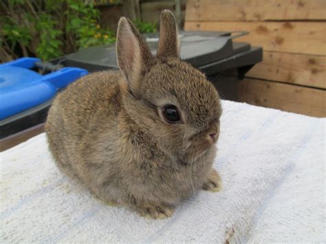 Netherland Dwarf Rabbit Facts Personality And Care With Pictures
