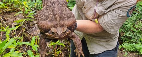 Pound Monster Cane Toad Found In Australian Coastal Park Sciencealert