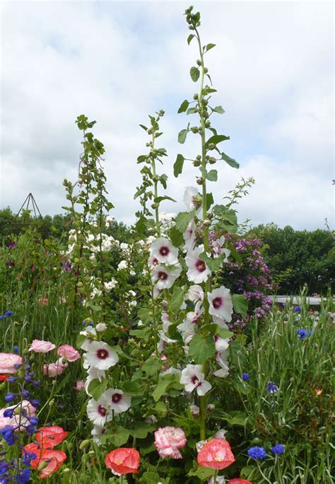 Where to plant hollyhock flowers: Hollyhock (Alcea rosea) 'Halo Blossom' - Buy Online at ...