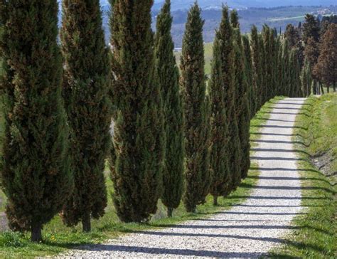 Solved Which Evergreens Grow The Fastest Italian Cypress Trees Fast